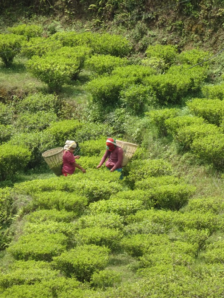 Lwang tea gardens